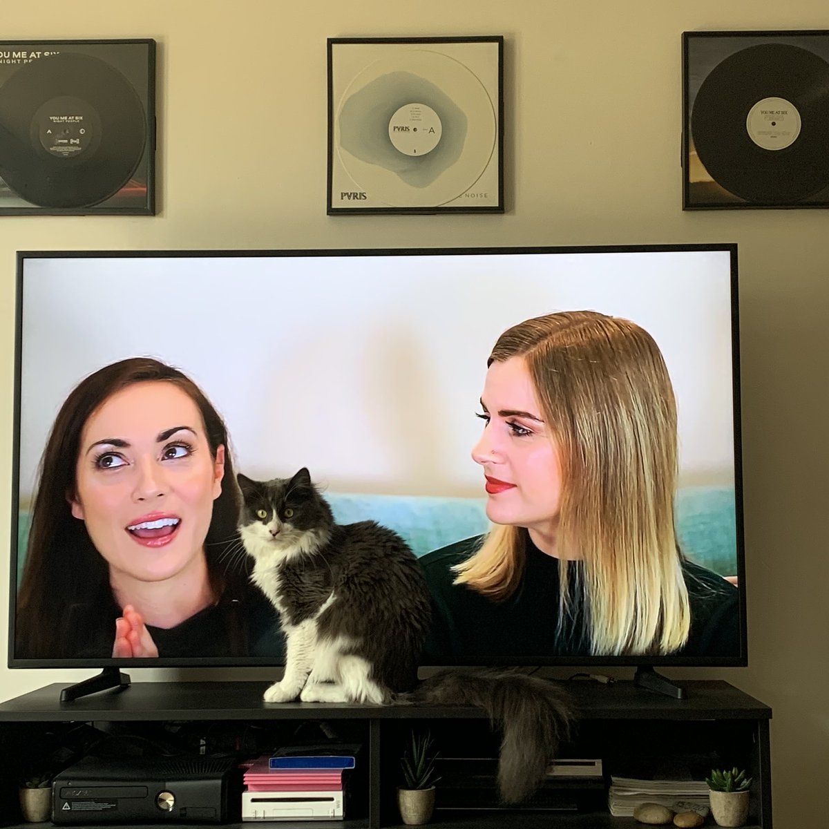 Our cat Maui is just as excited as we are for <a href="/RoseEllenDix/">Rose Ellen Dix 🌹</a> &amp; <a href="/Roxetera/">Roxetera ✨</a> podcast announcement 😍 this is exactly what we need right now, can’t wait to listen! #RoseandRosiePG