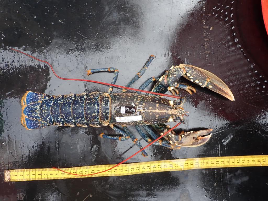 Emma Sheehan (@dr_emma_sheehan) on Twitter photo Meet Jess Douglas Lobster (named after the only female Lyme Bay fishers I know - and an amazing artist). She was captured and tagged last Thursday at the Lyme Bay mussel farm, and recaptured today heading N.Another great for Project ROPE sheehanresearchgroup.com/rope <a href="/PlymUni/">University of Plymouth</a> <a href="/EU_MARE/">EU Maritime & Fish</a> Meet Jess Douglas Lobster (named after the only female Lyme Bay fishers I know - and an amazing artist). She was captured and tagged last Thursday at the Lyme Bay mussel farm, and recaptured today heading N.Another great for Project ROPE sheehanresearchgroup.com/rope <a href="/PlymUni/">University of Plymouth</a> <a href="/EU_MARE/">EU Maritime & Fish</a>