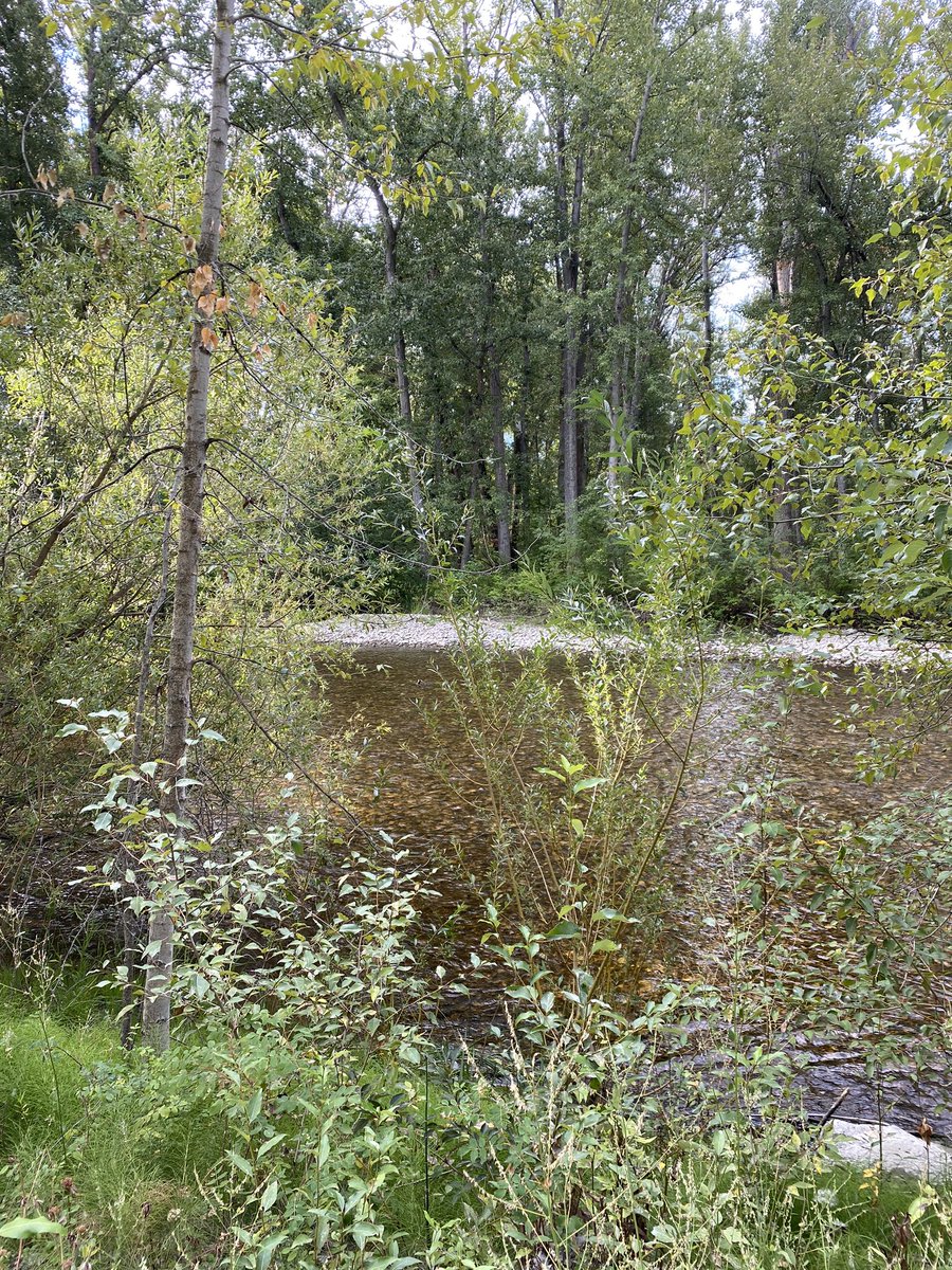 keeprunningkris's tweet photo. Rest day 5K along the creek! Out early to beat the Kelowna heat! Love taking a break from the cement/pavement for softer ground #run #runforrivs #runstreak #day254 #kelowna #runneronvacation #missioncreek #gvrat1000k #canadianrunner #calgaryrunner #greatcanadiancrossing https://t.co/u0HoqvgdfH