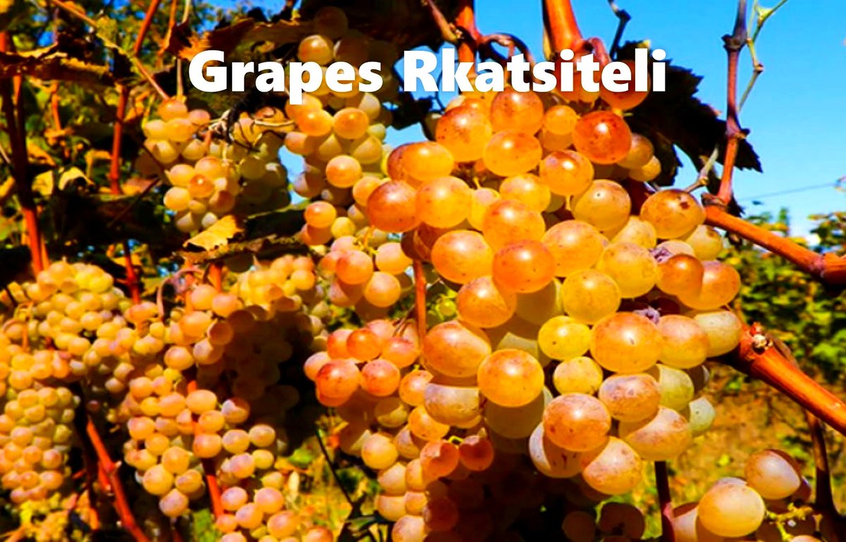 GeorgiaWineland's tweet photo. 🇬🇪☀ Tbilvino "Qvevris" Rkatsiteli-the best wine is the one we drink with friends
Wine: Orange-dry
Grapes: Rkatsiteli
Region: Kakheti-Georgia
Manufacturer: Tbilvino
Strength: 1️⃣2️⃣, 5️⃣%
Volume: 0️⃣, 7️⃣5️⃣
Price- from 2️⃣0️⃣ $ https://t.co/03basIdAQH