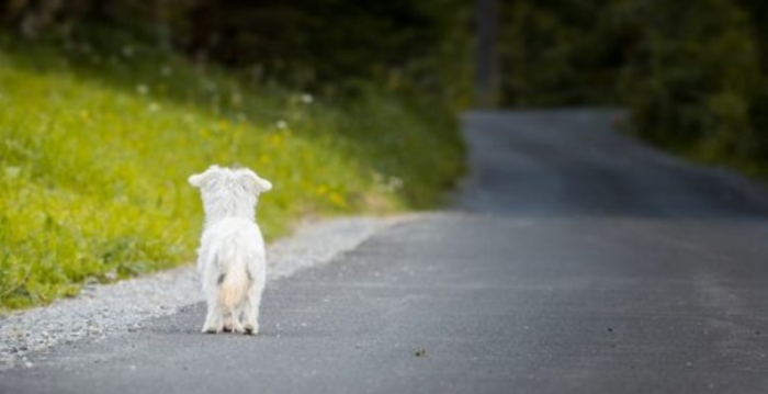guardiacivil's tweet photo. Abandonar un animal doméstico es cometer un acto atroz. Si además se hace en una carretera el animal puede ser atropellado o provocar un accidente grave.

Hay personas que jamás lo harán. ¿Tú en qué grupo estás?

#NOalAbandonoAnimal 
#YoSiPuedoContarlo https://t.co/sQPR4P5FFm