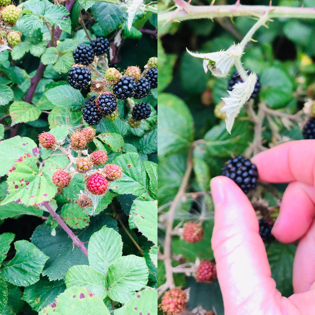 lucystearoom's tweet photo. Foraging for blackberries! There’s nothing better than fresh blackberries according to our 2 year old. Last year he continued to look for them all winter!  #foraging #blackberries #naturalfood #naturesbest #hedgerow #freefood #healthychoices #funwithfood #activitiesforkids https://t.co/LClcTUrxjD