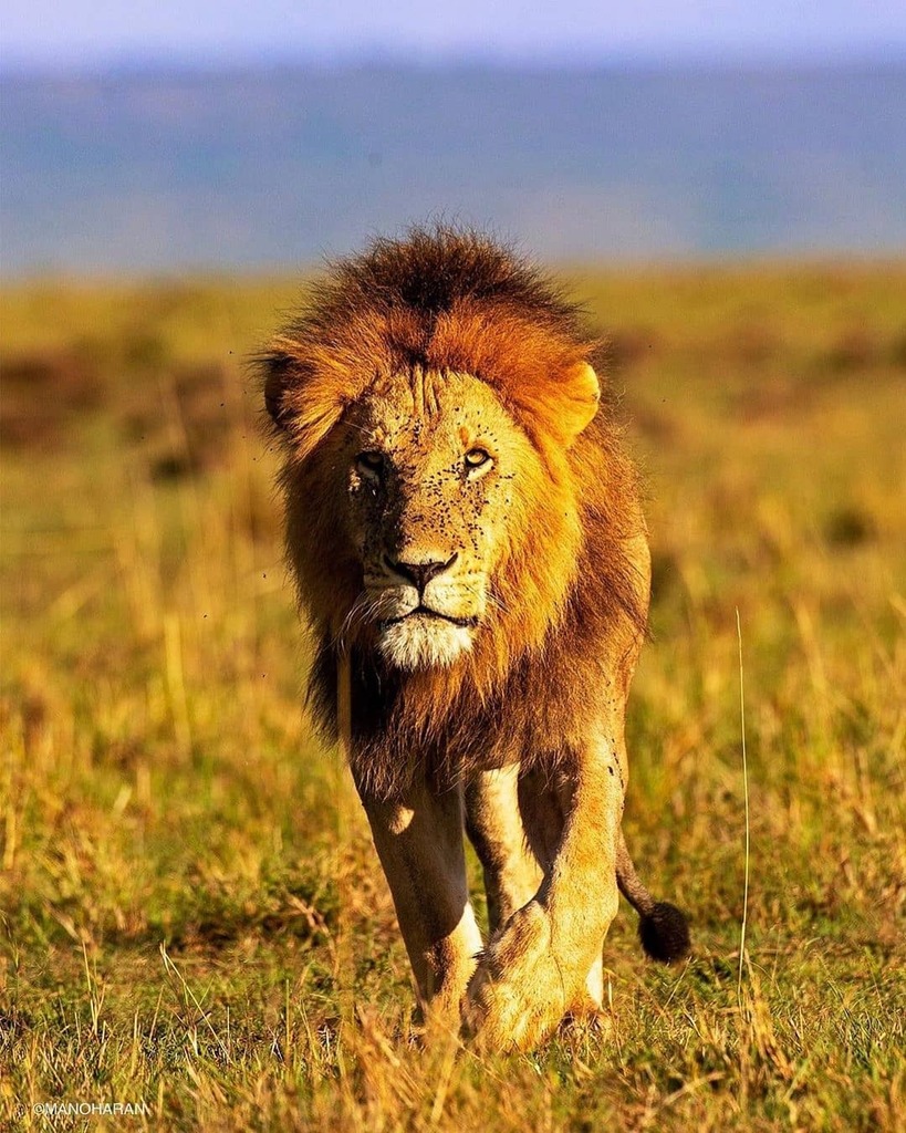 BigCatsIndia's tweet photo. Lions are free and majestic rulers of the jungle. Take a pledge to let them be free and safe on this World Lion Day. Happy World Lion Day🦁💥✨
.
.
.
.
.
.
.
.
.
.
Follow @bigcatsindia for more
To view more wildlife images follow @mano_wildlife
#bigcatsindia #bigcats #savebi… https://t.co/oXDfYuGHjG