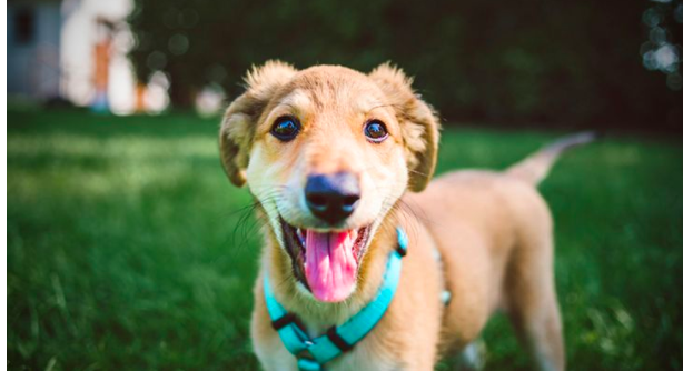 Compete2Beat's tweet photo. Did you know that having a dog can help with depression?  Check this article out!  https://t.co/dgS82atHmA #adoptdontshop #dogs #happylife #depression #mood #happiness #powerofdogs @everydayhealth https://t.co/tOOoW2saSh