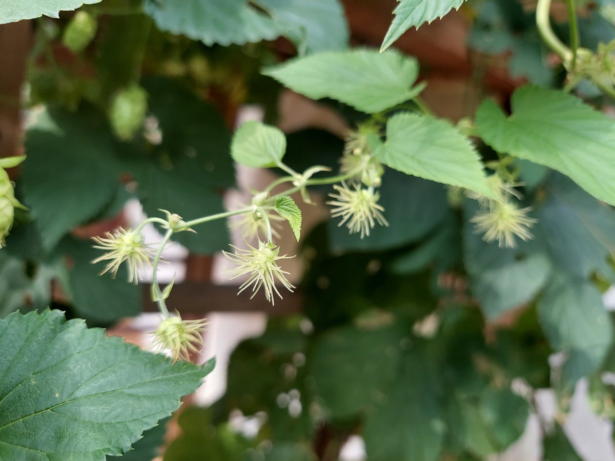 northern_brewer's tweet photo. How are your hops looking? Tweet photos of your #BackyardHops and tag @northern_brewer so we can see how yours are coming along! https://t.co/84BPpjlTOT
