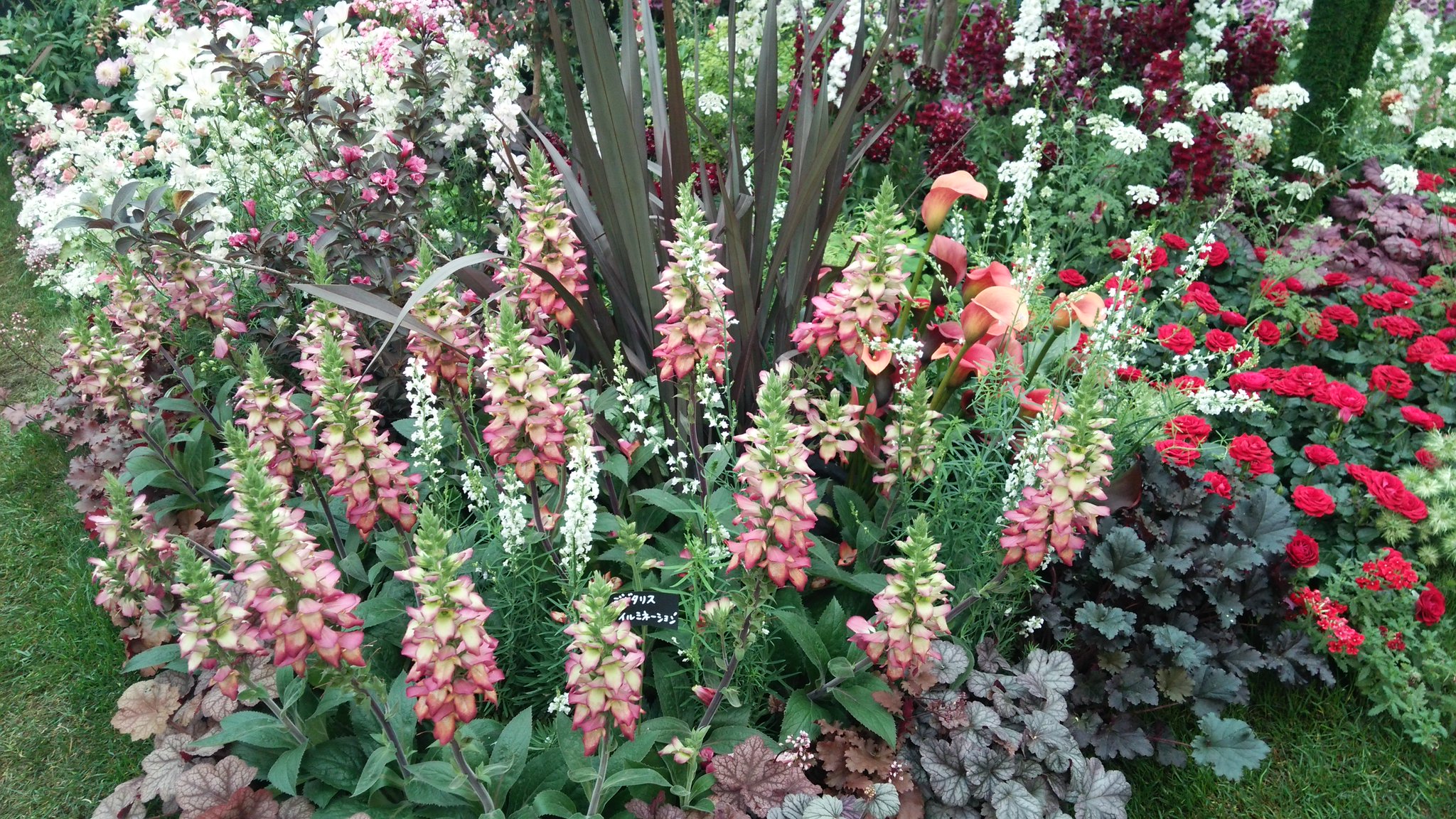 壱哉 ヴァルカン ショクダイオオコンニャク メイス エリンジューム ビッグ ブルー ゲーラ ジギタリス イルミネーションフレイム 写真の花 プロメス博士 パパヴェル ソムニフェルム エル 植えたらダメなケシ ビニー ハルジオン