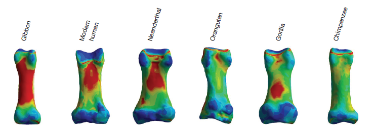 featunning's tweet photo. Brand new paper: #FEA of the proximal phalanx of the thumb in Hominoidea during simulated stone tool use #Comptes Rendus Palevol via @Publi_MNHN 👉https://t.co/hhGO5JA1nu | @ICP_MCrusafont @iphes @ThomasPuschel https://t.co/x0tRox5zW0