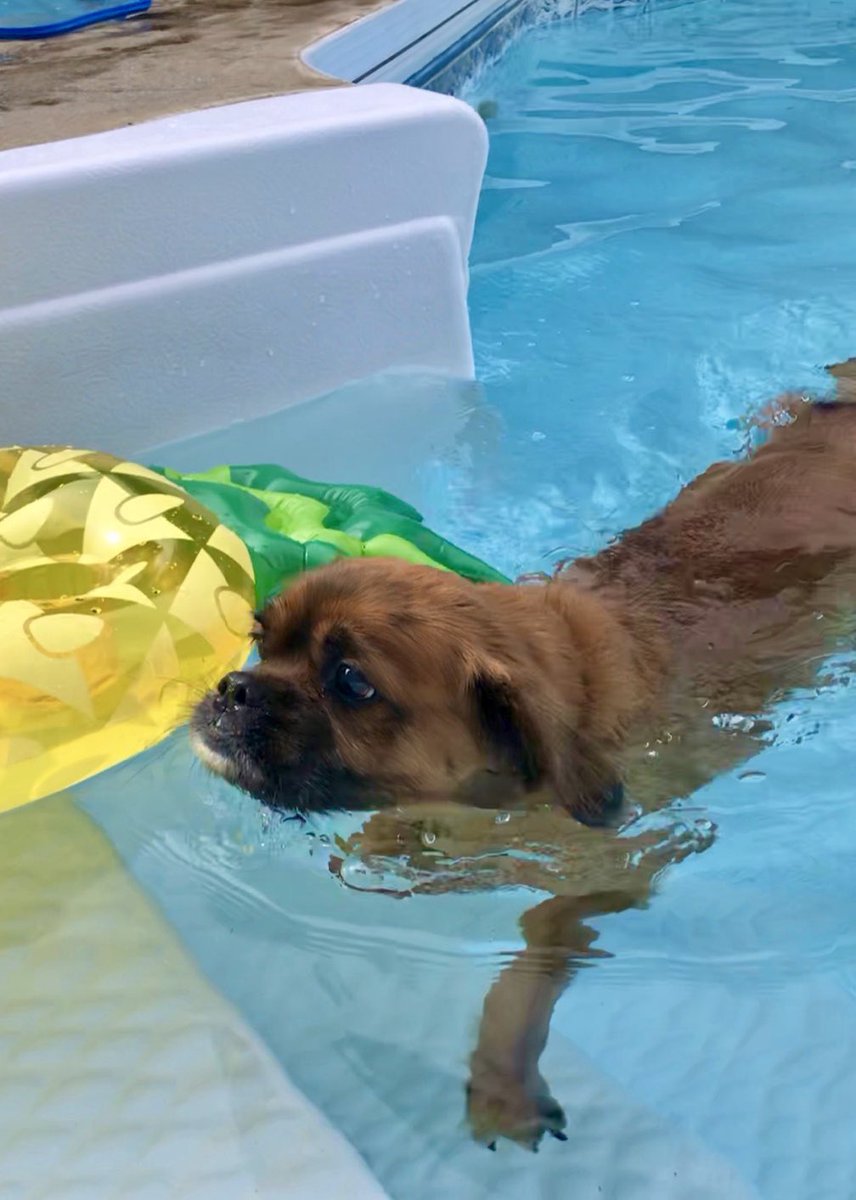Hugo says hello from the pool with his pineapple float! 👋 🍍

#ACDogSquad #SummerDog #PoolFloat #DogsOfOttawa #DogsOfTwitter #DogsOfSummer #PineappleFloat