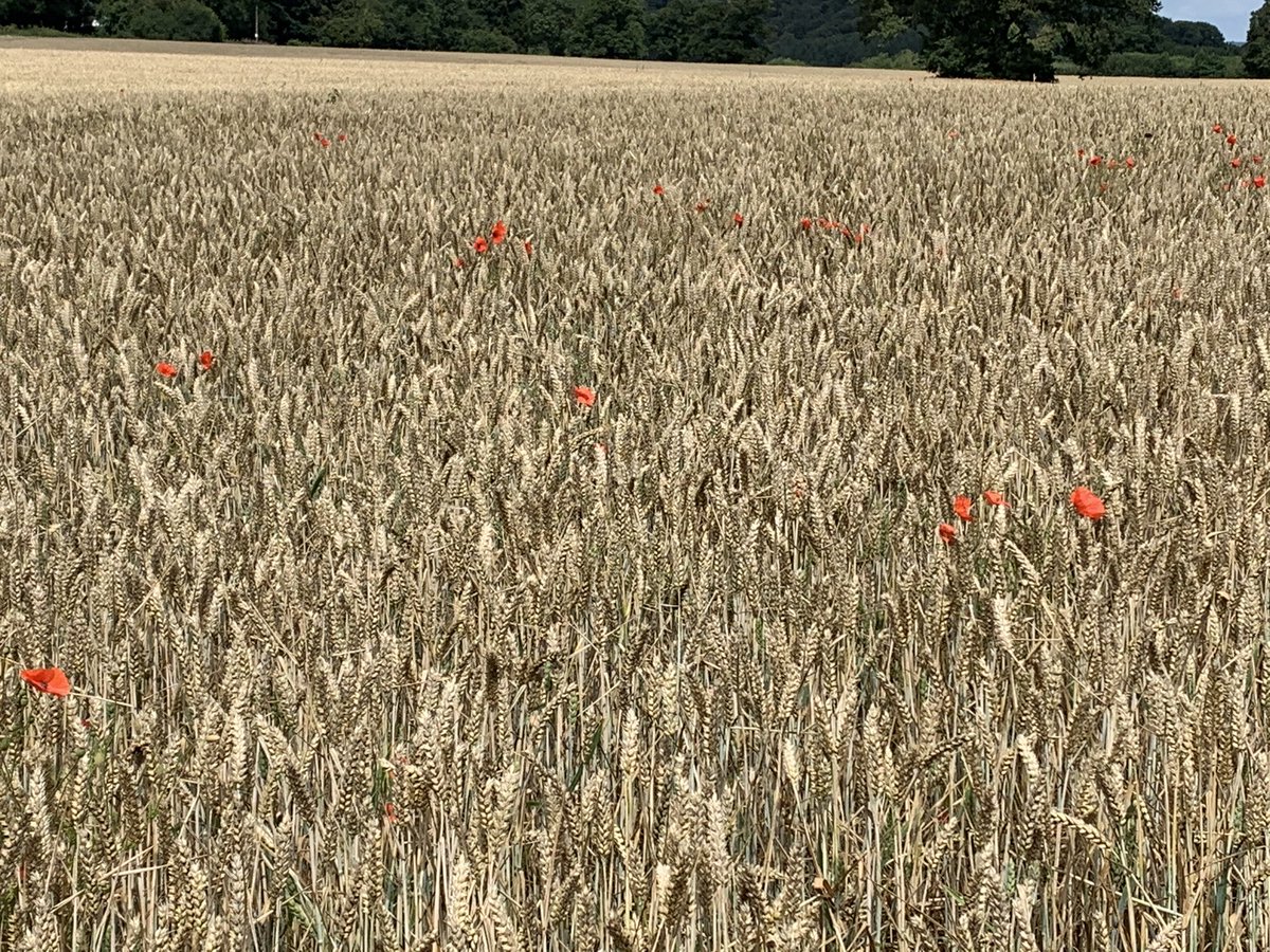 samhayes_physio's tweet photo. #anotherwalk - poor kids!
#AHPsActive https://t.co/SQacSelBca