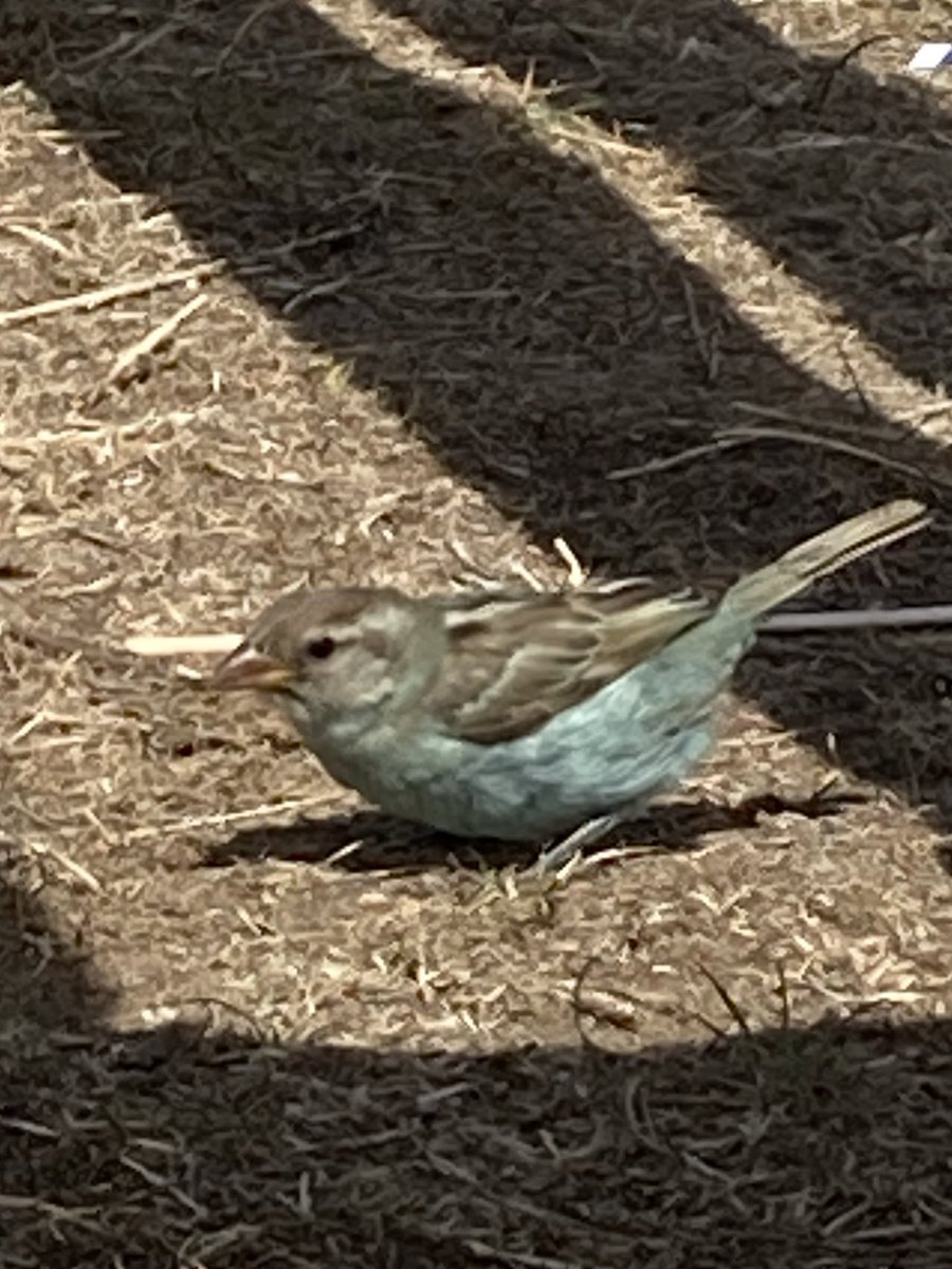 Al Start tweet media