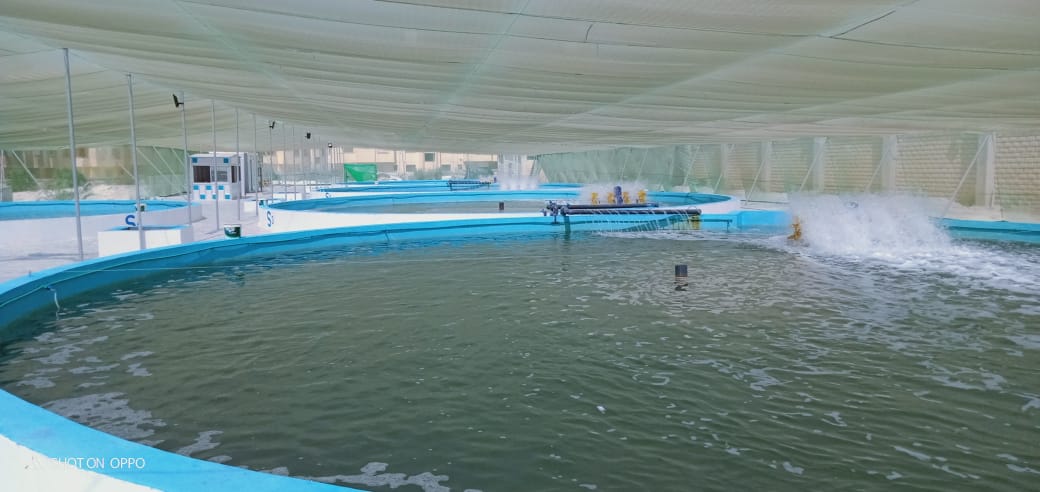 AFD_France's tweet photo. #Egypte Le Ministre de l’agriculture et de la bonification des terres inaugure une ferme aquacole. Avec l’@UEinEgypt, nous appuyons les #PME #agricoles. Objectif : augmenter les revenus des agriculteurs notamment dans les filières #lait et #aquaculture. #partnerwithFrance https://t.co/9FUEhJqLhr