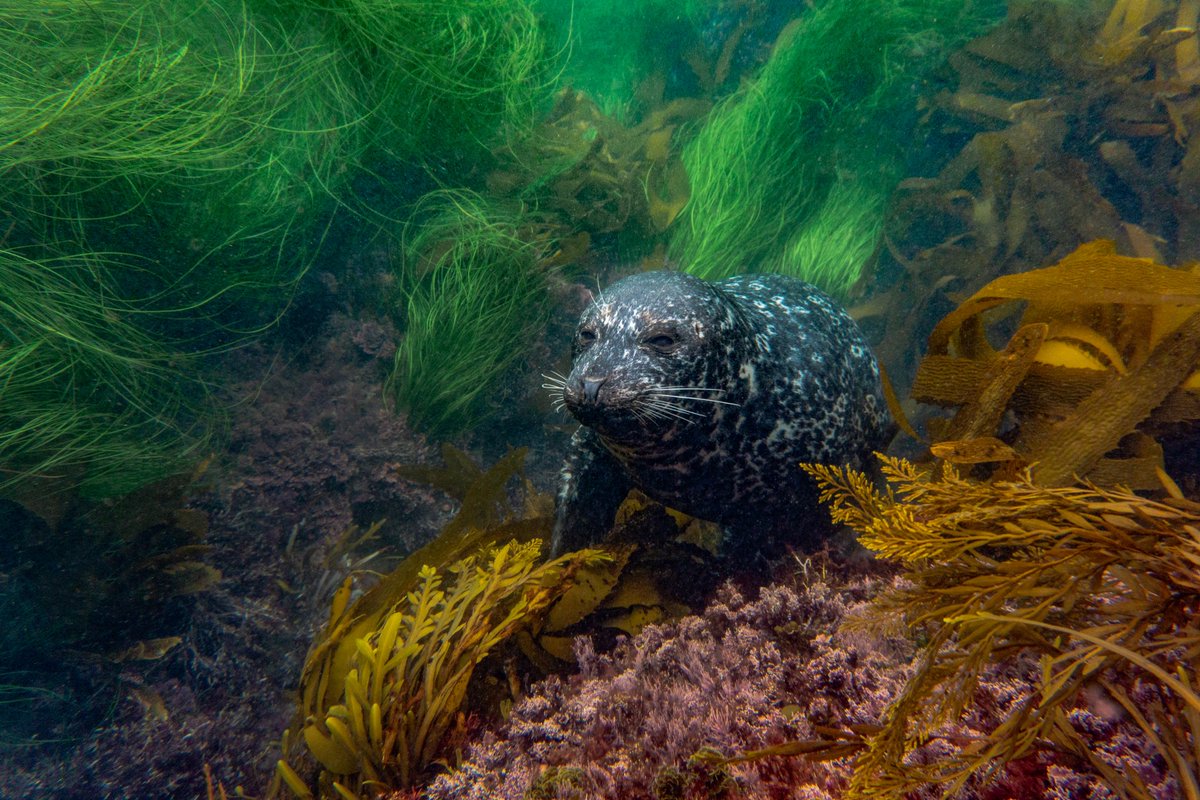 This #harborseal was so curious. He kept returning to watch us as we swam around #treasureisland in #lagunabeach exploring the #beautiful #ocean life.