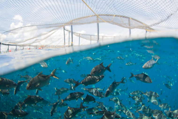 We're excited to announce a new partnership with <a href="/KingKampachi/">King Kampachi</a>! Their fish + our tracing and storytelling technology is part of our goal at Niceland to meet demand for the highest-quality, fully-traceable fish from the "nicest waters", beyond Iceland: bit.ly/2PDpYcL