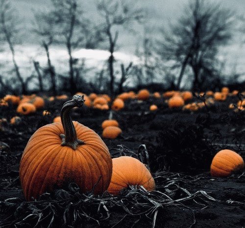 Slasherxgore's tweet photo. 🎃🍂 https://t.co/M44AxFDCcb