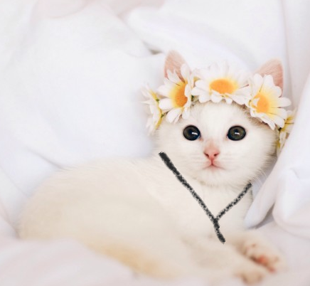 เหมียวคิดูลืมตากลมๆมองจ้องสิ่งที่อยู่ตรงหน้า

ผ้านุ่มๆ อุ่น 

เคลิ้ม