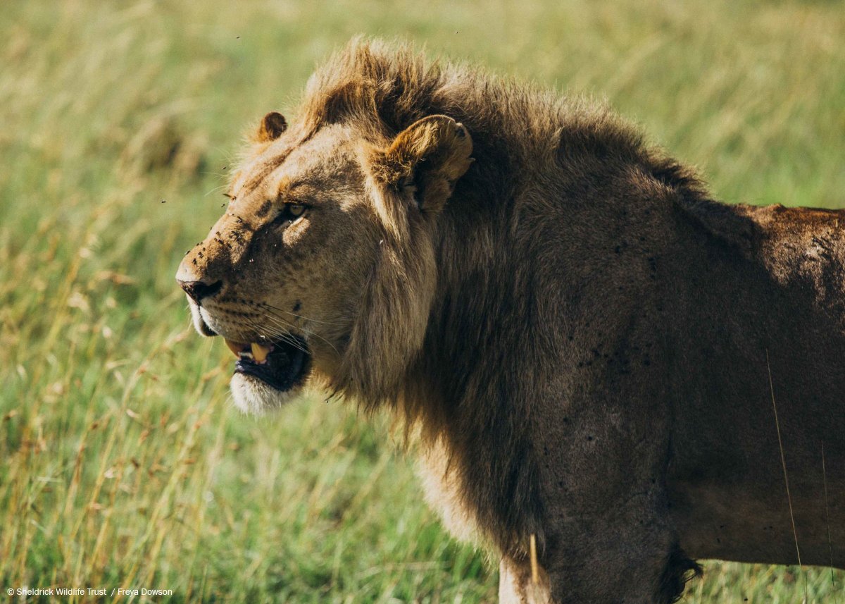 Sheldrick Wildlife Trust tweet media
