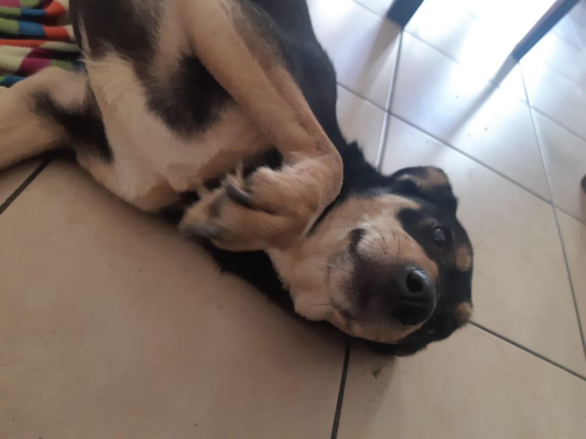 caritok's tweet photo. Hola! encontré esta perra en Alsina y Matheu. Esta perdida y se nota que tiene casa por favor escribirme si conocen a los dueños. Creo que esta en celo y se debe haber escapado. Por favor difundir. No tenia collar. 1541698399 https://t.co/15SDpdlkBQ