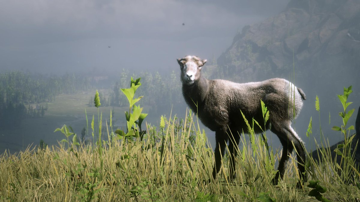 Slatz 7 On Twitter Sierra Nevada Bighorn Sheep Rdr2 Rockstargames