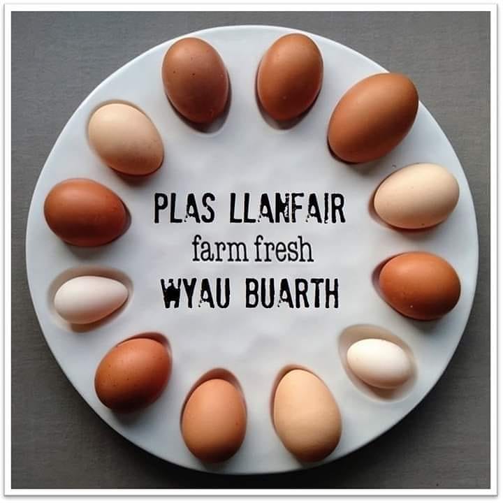 LlanfairPlas's tweet photo. Taking orders again for our eggs. Large £1.50
Medium £1.20 half dozen
Message us to reserve yours and we will arrange direct with you where to collect and how to pay
#eggs #wyau #arwerth #forsale #farm #fferm #farmyard #buarth #anglesey #angleseyhour #angleseylife https://t.co/YBfB69cMRy