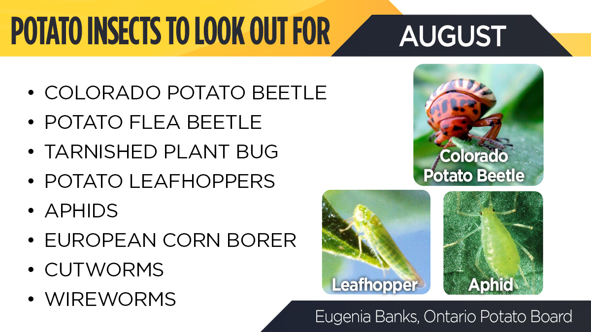 Potatoes In Canada Mag In This Potatocropwatch Snapshot Look Out For The Following Pest In August What Pests Have You Seen So Far This Season Scout T Co 73n6ebaqsc Potatoes In Canada Mag In This Potatocropwatch Snapshot Look Out For The Following Pest In August What Pests Have You Seen So Far This Season Scout T Co 73n6ebaqsc