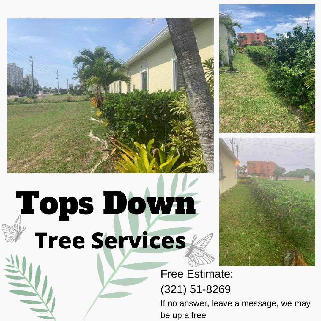 ServiceTops's tweet photo. Tops Down Tree Service
No job too big or too small, We do it all!
We take pride in our careful and safe tree removal, tree trimming, landscape design, and much more.
Email: carasspa@gmail.com
(321) 51-8269
If no answer, leave a message, we may be up a free
#tree #landscape #care https://t.co/wqpuI7EFUb