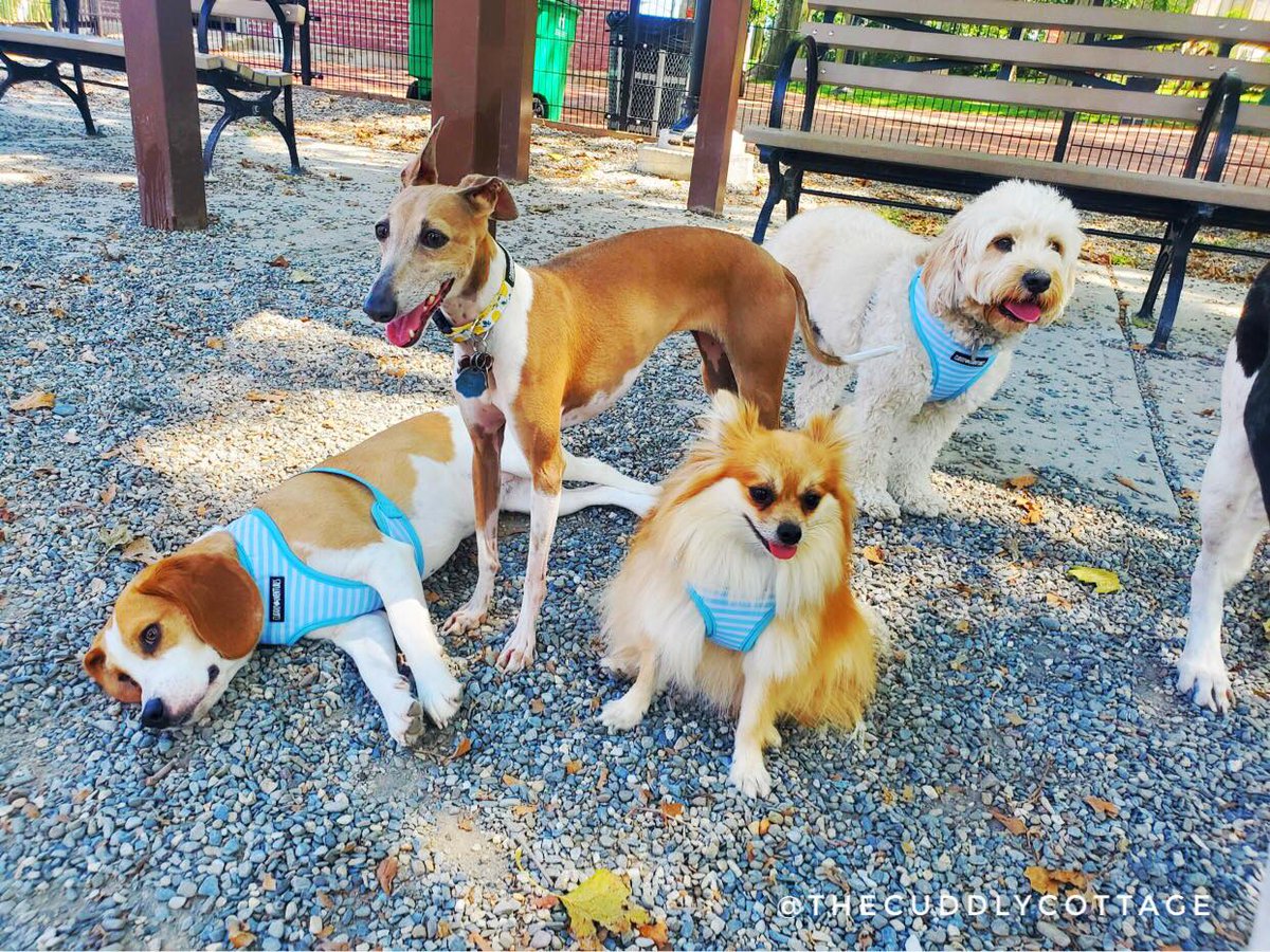 CuddlyCottage's tweet photo. This Cuddly Crew absolutely loves their new Cuddly Adventure gear, and we know you will too! Check out @cuddlyboutique to browse our selection: https://t.co/DVNgBRi9zq

#thecuddlyboutique #thecuddlycottage #cuddly #dogtoys  #petapparel #dogapparel #dogharness #dogleash #dogcollar https://t.co/B4RYsoXYWA