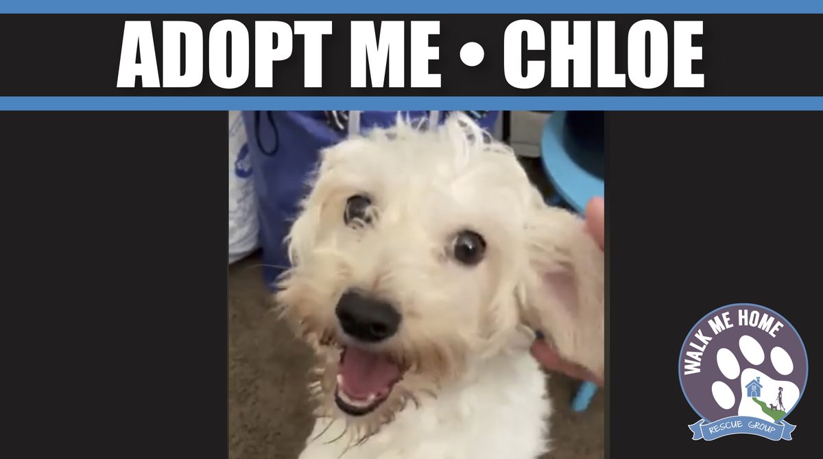 CHLOE a 2 year old terrier #adoptme #RescueDogs is looking for her #forever family. She's was a <a href="/LACityPets/">LA Animal Services</a> shelter dog that was surrendered to our rescue. <a href="/AdoptaPetcom/">Adopt a Pet</a> <a href="/petfinder/">Petfinder</a> <a href="/PetSmart/">PetSmart</a> @shelterpets <a href="/AnimalPlanet/">Animal Planet</a> @AnimalShelterCa #dogsoftwitter #mondaythoughts #MondayMood