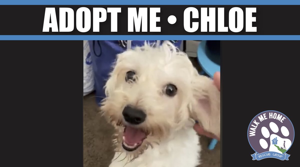 CHLOE a 2 year old terrier #adoptme #RescueDogs is looking for her #forever family. She's was a @LACityPets shelter dog that was surrendered to our rescue. @AdoptaPetcom @petfinder @PetSmart @shelterpets @AnimalPlanet @AnimalShelterCa #dogsoftwitter #mondaythoughts #MondayMood