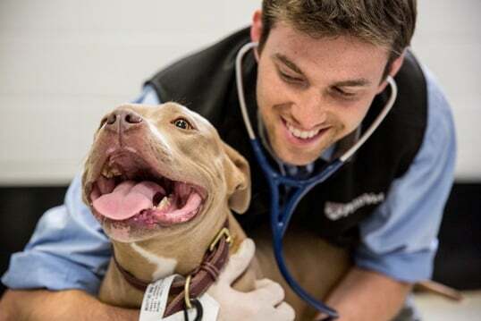 #RecomendacionDelDia Familia de veterinarios. Desde el perro más grande que se haya visto hasta el dedo más pequeño en la pata de un gato, los veterinarios de Fox Hollow están listos para todo. HOY 19:40 hrs por ANIMAL PLANET #DiversionParati