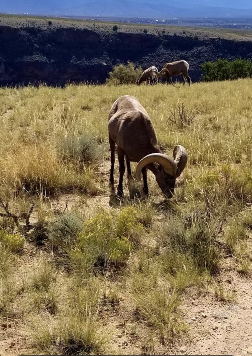 tiny2001_1999's tweet photo. #bighornsheep out on the family land in Carson, NM #NorthernNM #NewMexicoTrue #NMTrue https://t.co/ikg0bVCefH