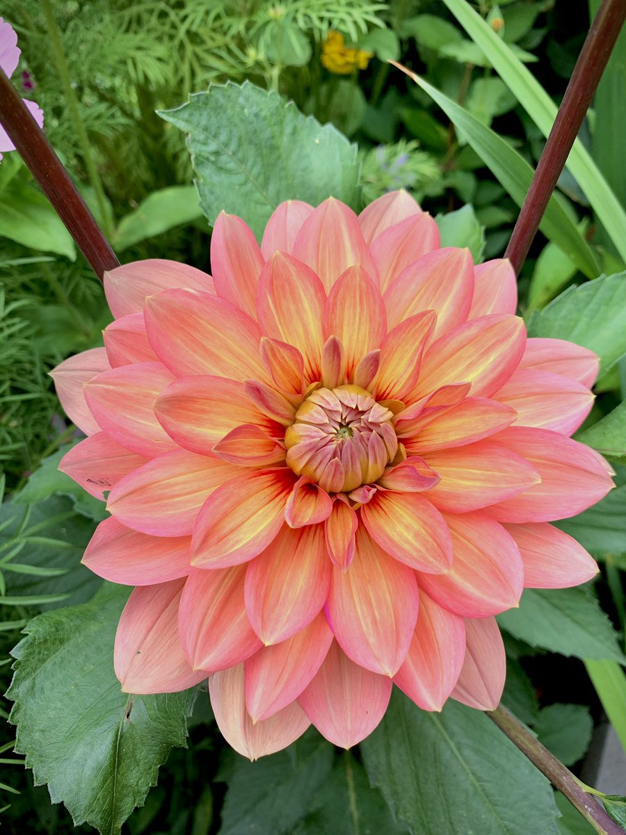 strubels's tweet photo. Good morning! This color is amazing! 🌸 #bahamamamadahlia #flowers #summer https://t.co/Bykq6qagSF