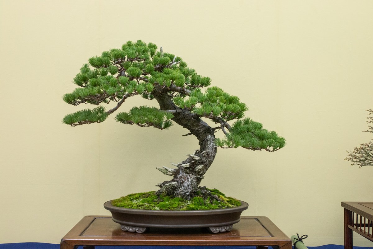 Bonsai Empire On Twitter Bonsai On Display At The Taikan Ten Exhibition In Kyoto Japan Bonsai Japan See Https T Co O6luxwljh5