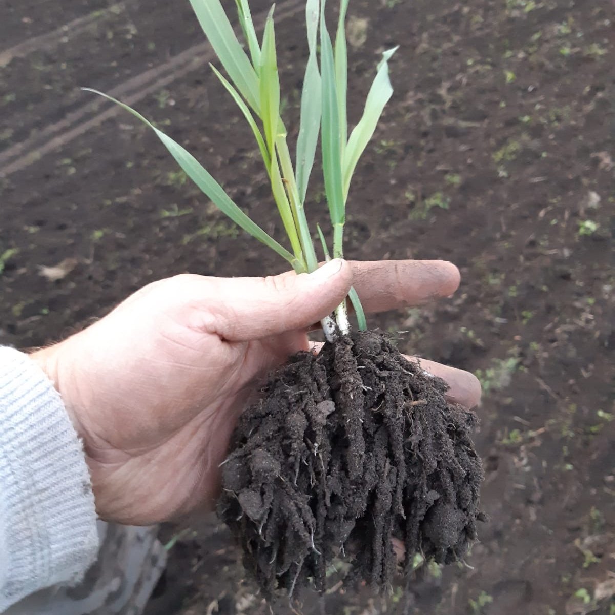 BTYRCanada's tweet photo. "The soil is the point at which the assembly lines of all life take off".
Dr. William Albrecht
#soilhealthmatters #backtoyourroots #abcsofsoilhealth https://t.co/luTkX2xfnu