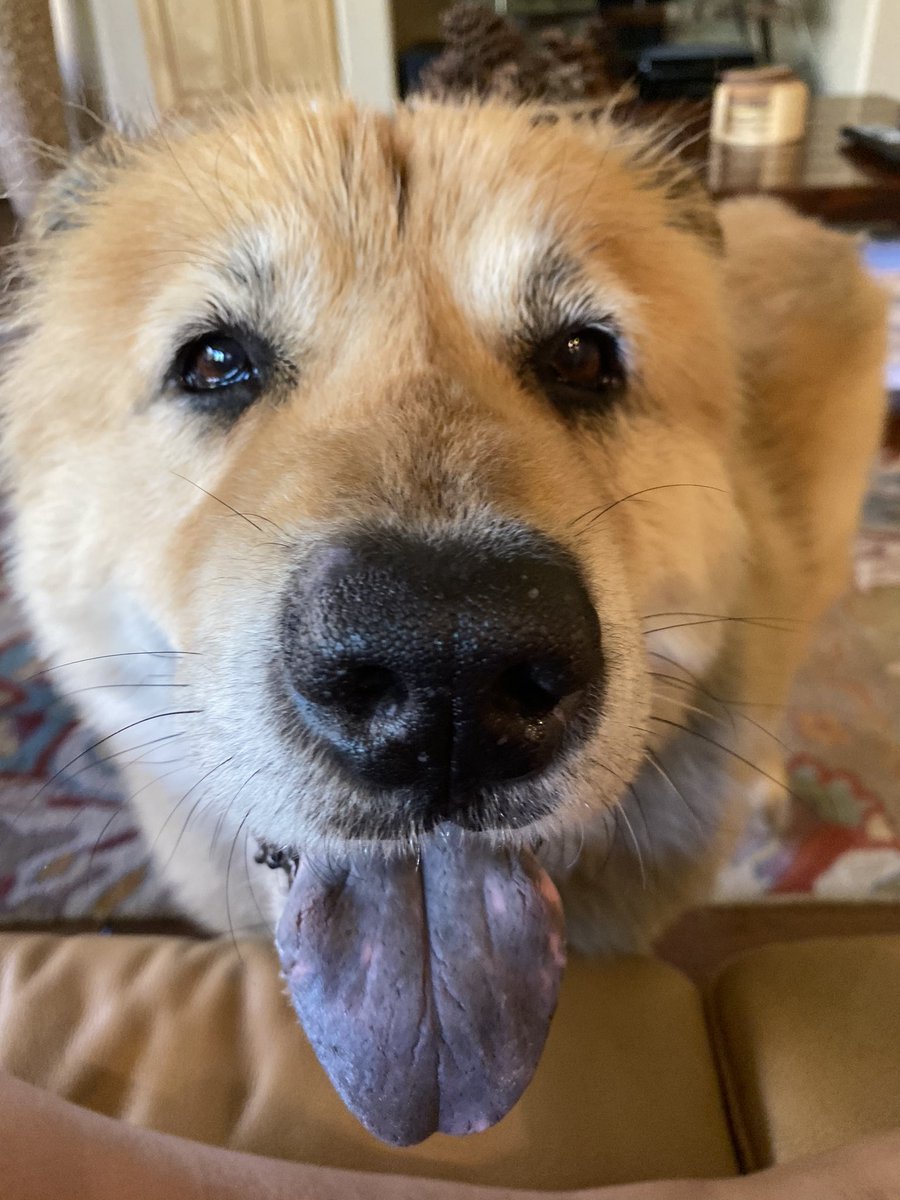 DocPhx's tweet photo. #firstdayoff and my dog is stuck to me #dogsoftwitter #pandemiclife https://t.co/cJBk6wtirX