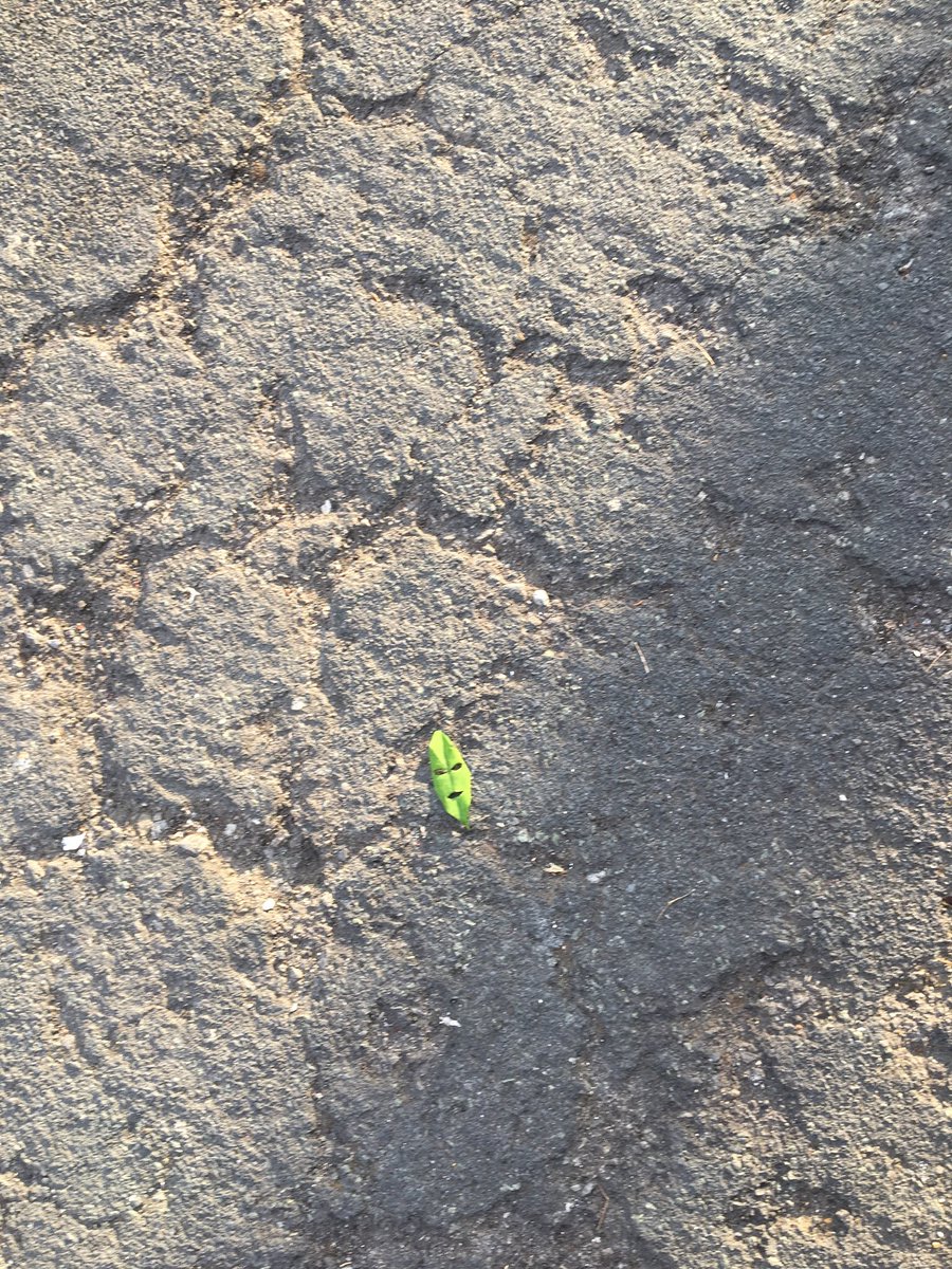 iammattrussell's tweet photo. Spotted you on my road today... #JimCarrey #Hollywood @JimCarrey https://t.co/5O671vEMMv