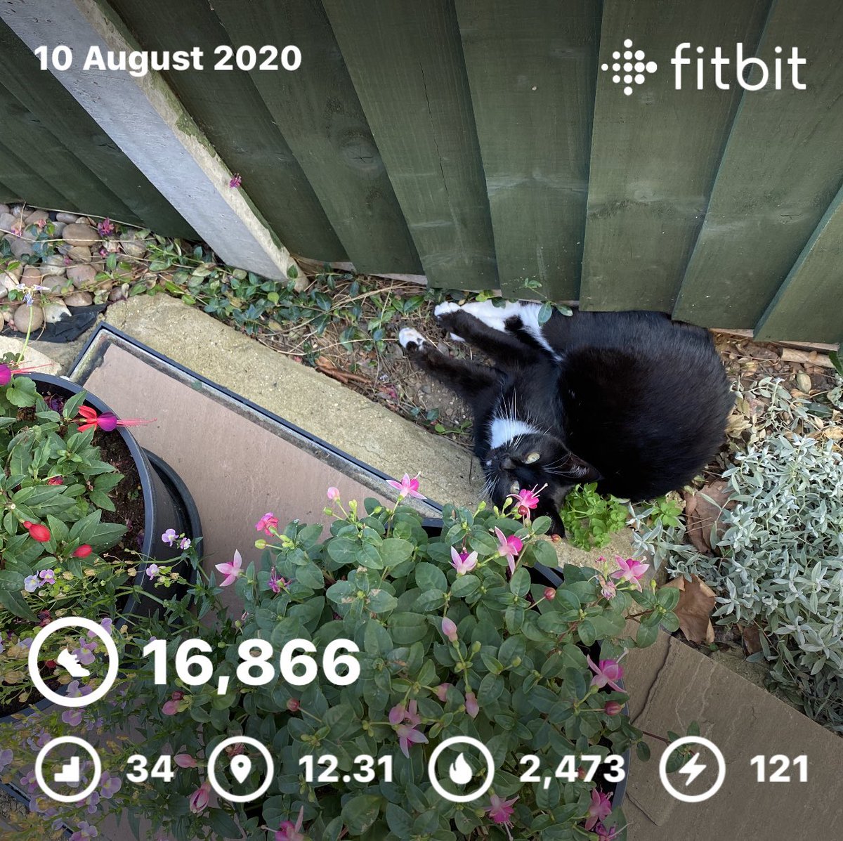 sherlynmelody's tweet photo. Day 10 #AHPsActive Stuck @ my desk all day ππΎ managed to get my 15k π£ No 5km ππΎββοΈNo Workout ππΎββοΈ π¬ Itβs been a HOT π₯΅ day. Even the cats hiding π
#AcsHccActive @WeAHPs @caleybeer @baines_georgina @louswaiting @c__greenlaw @Mwharvey @IsoMullarkey @tanya_tavi @Missloxley https://t.co/5Z50u9y8mb
