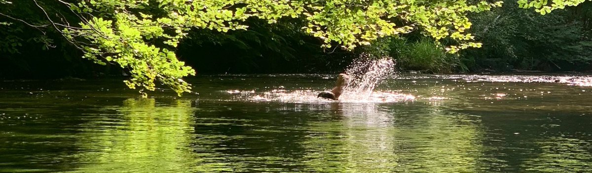 cottagebeyond's tweet photo. Wild Swimming in Somerset - https://t.co/ZBscxvUWUt https://t.co/L3h294609d