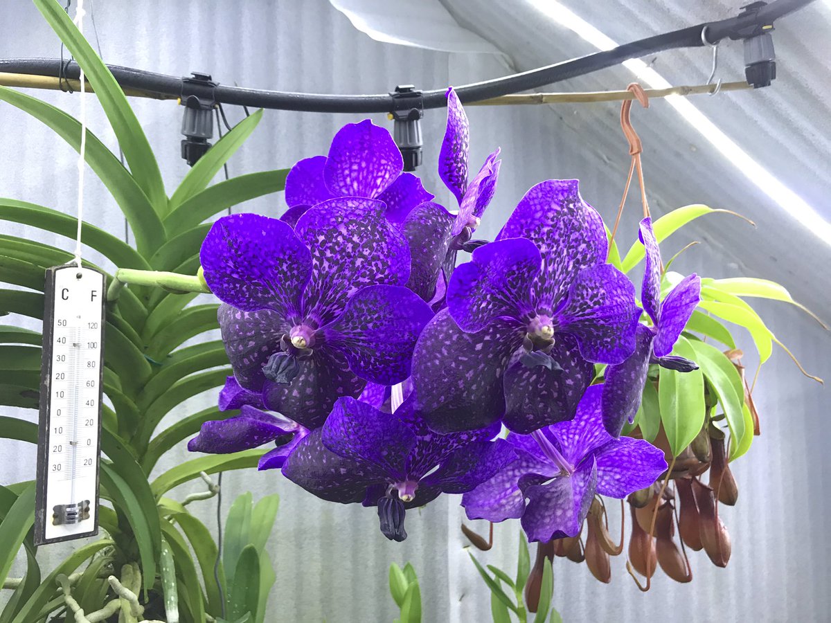 Dublinate's tweet photo. The new lights, I think theyβll be OK for the winter. And they add a little electric-blue to the #Vandas #orchids #TheLiberties #Dublin8 #Plot8 https://t.co/dq71Fy6Wui