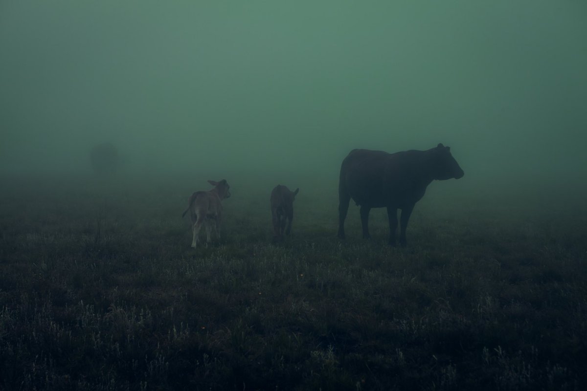 elsableda's tweet image. Some quiet photographs of my most precious places on this earth.