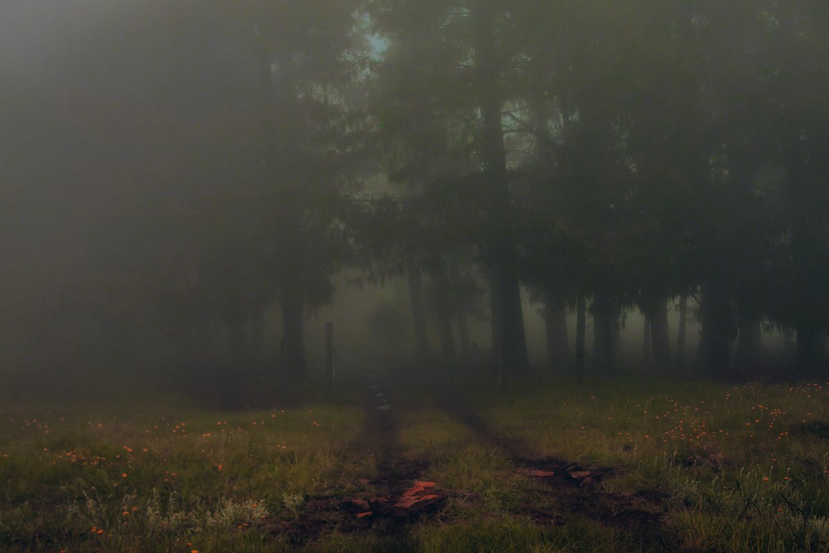 elsableda's tweet image. Some quiet photographs of my most precious places on this earth.