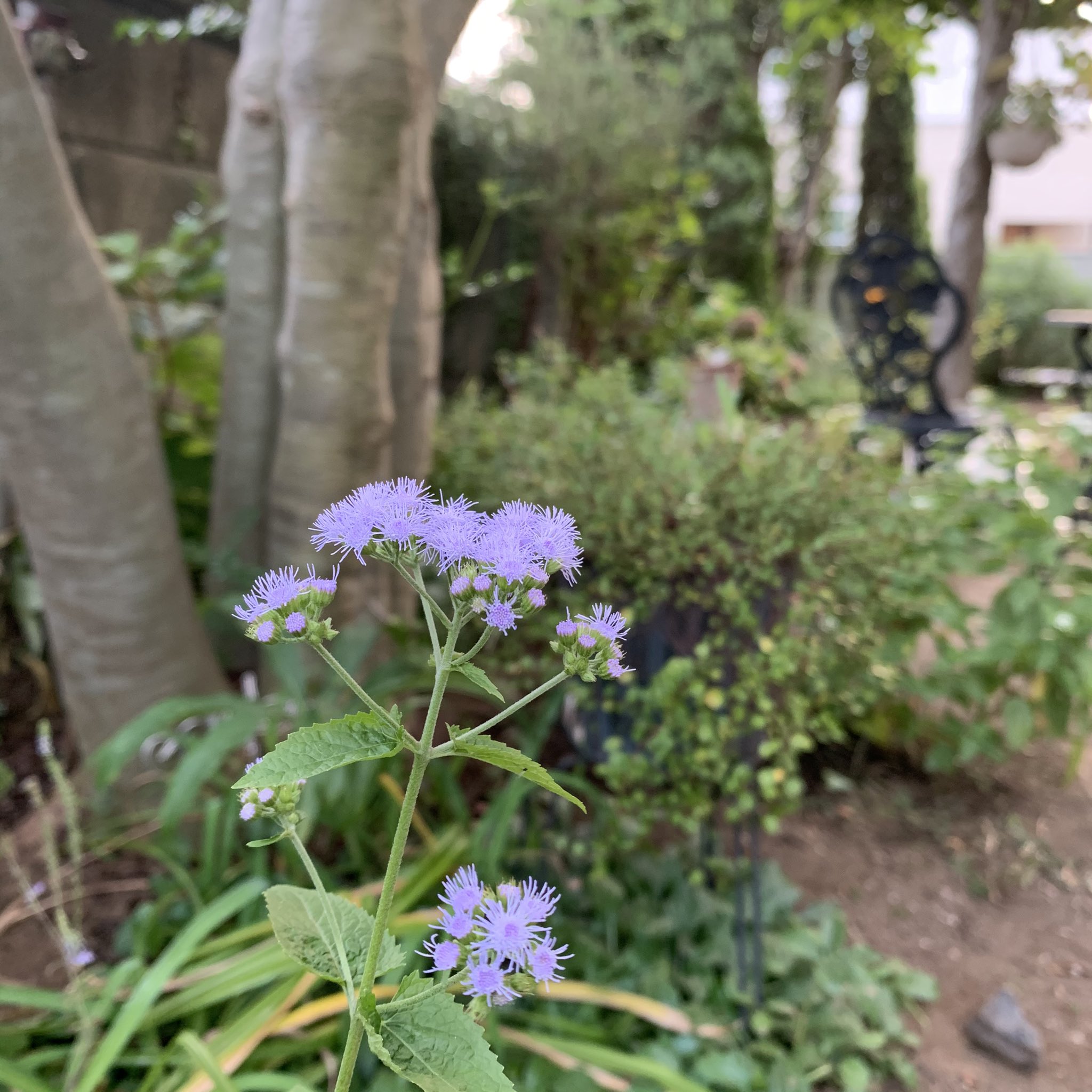 カモミール 頂いた ユーパトリウム セレスチナム 青色フジバカマ を地植えしました 爽やかな良い色 でも この猛暑が続く中植えてしまったので ちょっと心配です T Co Izolj8ztqa Twitter カモミール 頂いた ユーパトリウム セレスチナム 青色フジバカマ を地植えしました 爽やかな良い色 でも この猛暑が続く中植えてしまったので ちょっと心配です T Co Izolj8ztqa Twitter