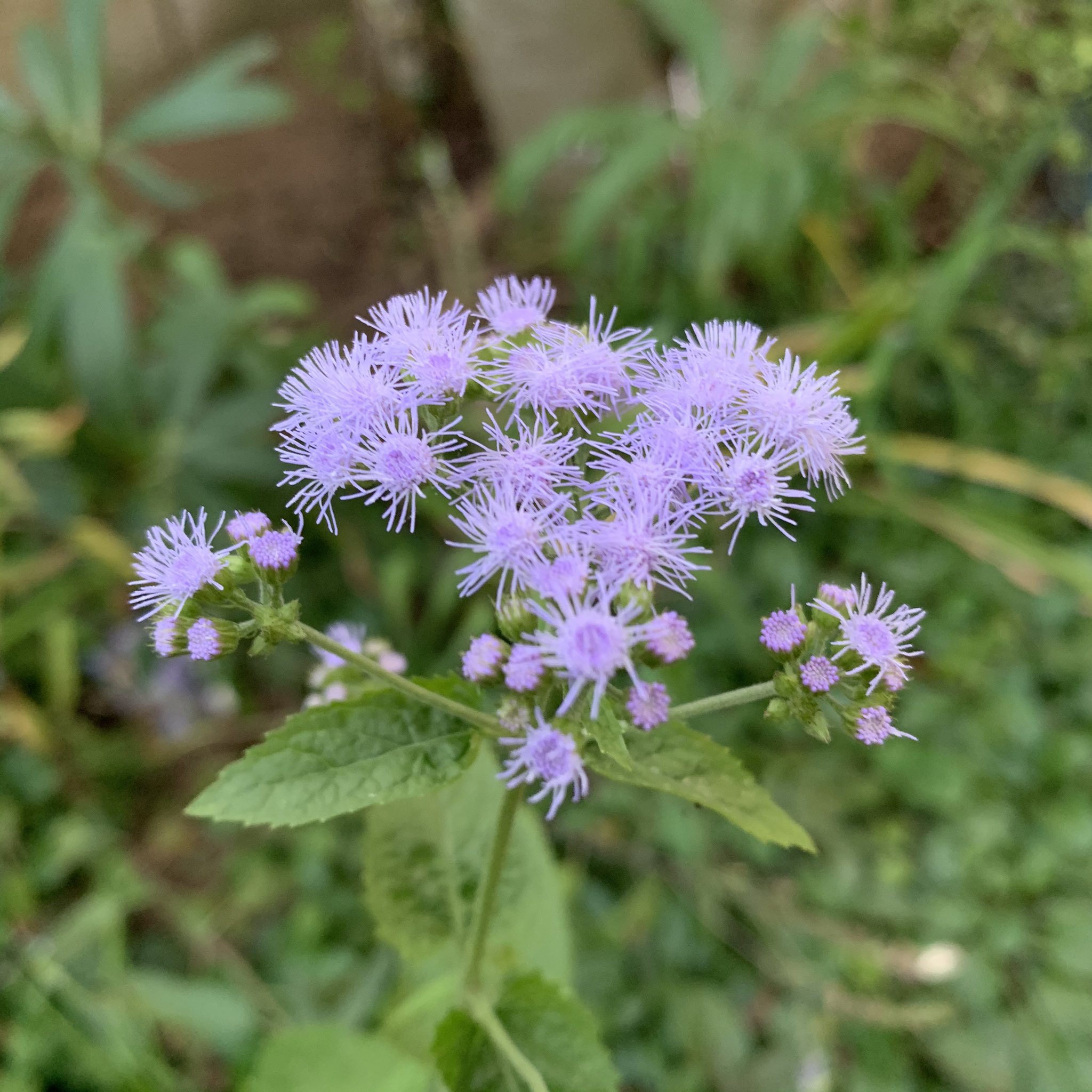 カモミール 頂いた ユーパトリウム セレスチナム 青色フジバカマ を地植えしました 爽やかな良い色 でも この猛暑が続く中植えてしまったので ちょっと心配です T Co Izolj8ztqa Twitter