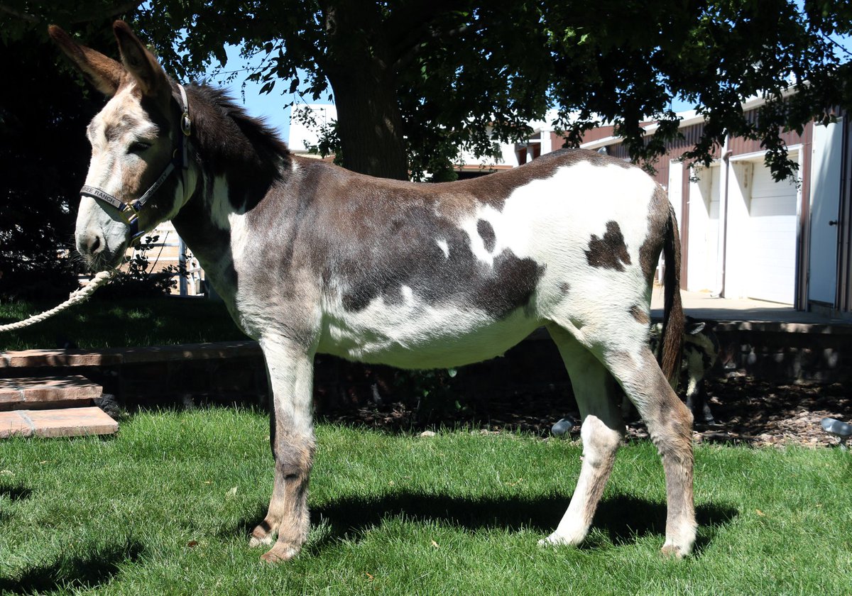 luckythreeranch's tweet photo. Chasity was very stiff and compromised through her whole body when she first arrived. These photos show you how much she has improved. If you would like more details on this training approach, email me at meredith@luckythreeranch.com. Read more at https://t.co/uc9pOELqXs
#Longear https://t.co/qntecXsy8F