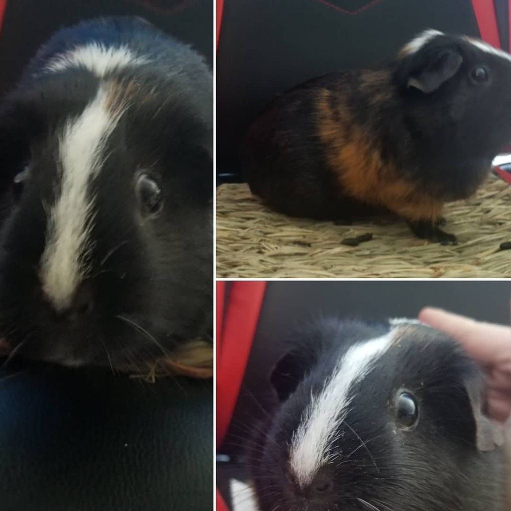 YagokiWolf's tweet photo. Someone was one for a bit after I cleaned her cage. Dis be teh Fury!
Link to entertainment in my bio!
.
Tags
#yagoki110 #HAVEN #LimitBreakers #darkforest #pawsbutton β’
β’
#twitch #streamer #twitchtv #amarican #cali #socal #california #southcal #gu⦠https://t.co/twVBZt0zUM https://t.co/BOAq2wE4XY
