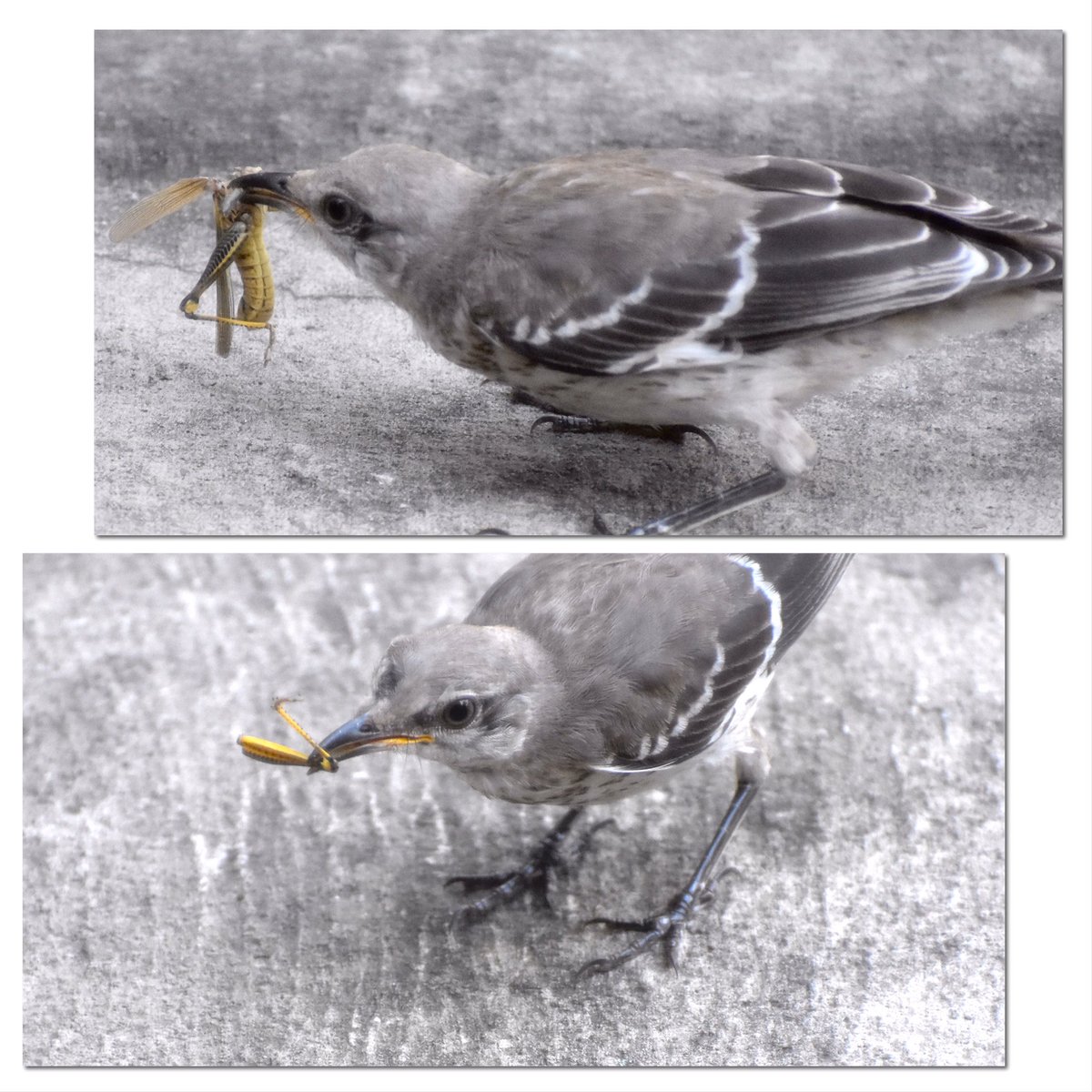 Scene_By_ALB's tweet photo. This Mockingbird swoops down out of nowhere and kills a grasshopper a few feet away from me. After a few minutes, he gives me a look, breaks off a leg and walks towards me. I said โno thanks bro, Iโm not hungry, I had a big lunchโ
@BirdBrklyn #birdsofbrooklyn #birding https://t.co/9DuZzowJS3