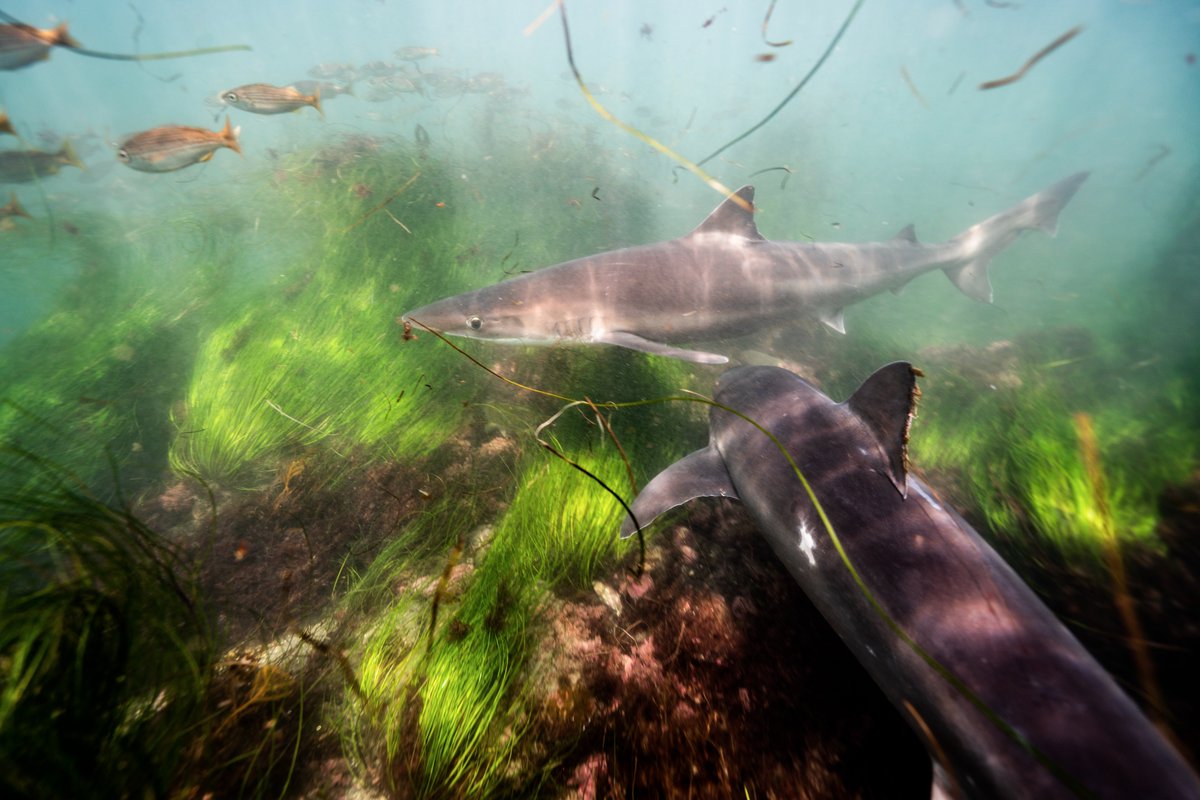 Tope sharks are one of the species being studied by Scripps scientists. These sharks are found in temperate oceans worldwide, growing to about 6 ft. They’re a popular sight off  #SanDiego, including the  #LaJolla MPA, where pregnant females congregate in the shallows.  #SharkWeek