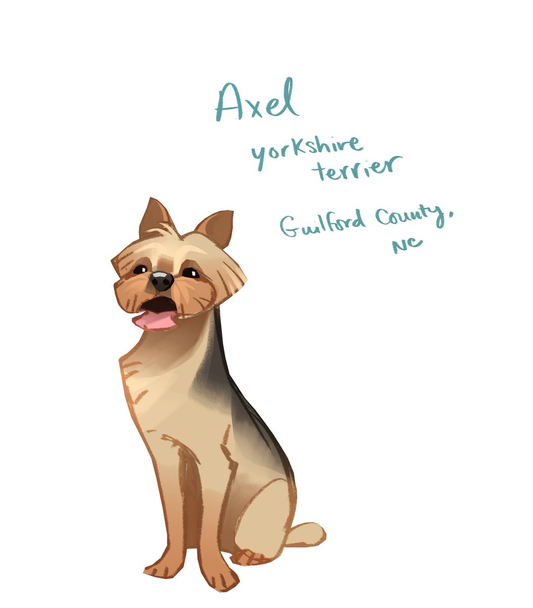 Axel the  #yorkshireterrier is today's  #doggust pup! Look at that smile   http://post.rescueme.org/20-07-27-00074 