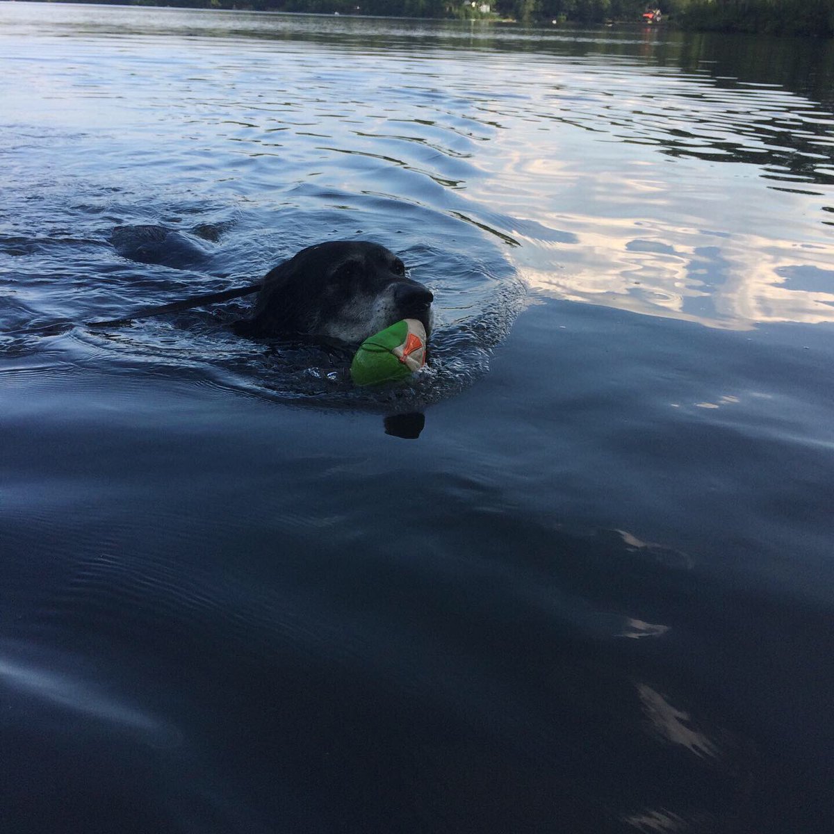 DanielFitzroy1's tweet photo. Jacob said that this was mandatory today! And tomorrow. #swim #swimming #lake #lakes #summer #summervibes #summertime #summerweather #hot #dogdays #dog #dogs #dogstagram #dogsofinstagram #connecticut https://t.co/6Qr0eLGb5M
