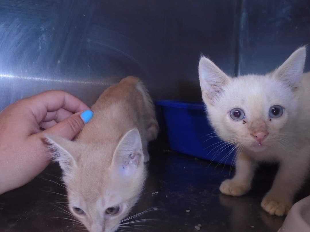 rburt4cats's tweet photo. 2 beautiful, flame points maybe, #kittens at #RoswellNewMexico URGENT ANIMAL SHELTER, #NewMexico.
https://t.co/hNFBzMArsU https://t.co/md9AvI6Lf6