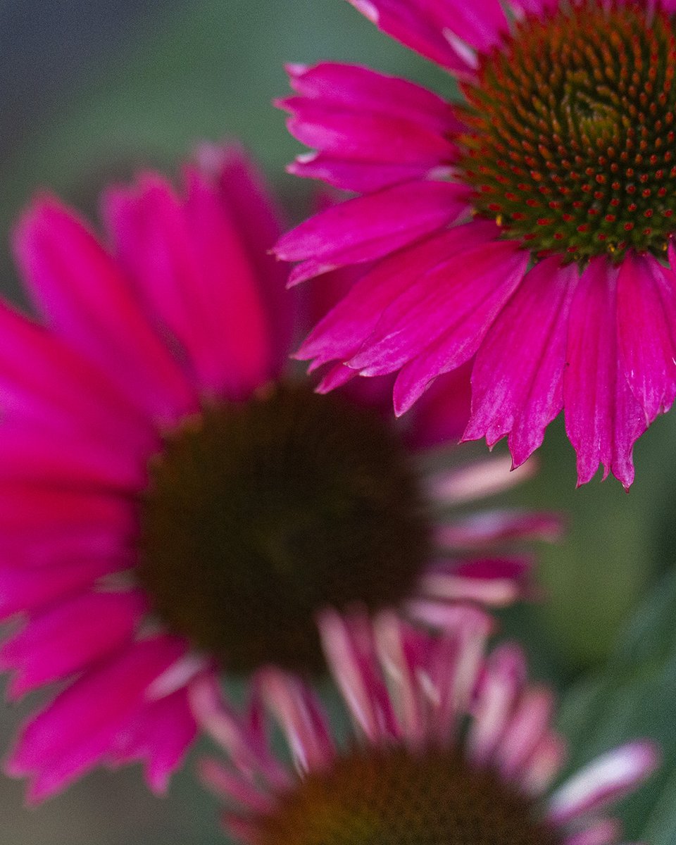 "Echinacea"
Managed as far as the backgarden yesterday, so here's my entry for #WexMondays